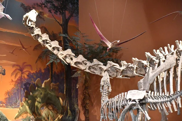 Albuquerque Jul New Mexico Museum Natural History Science Albuquerque New — Stock Photo, Image