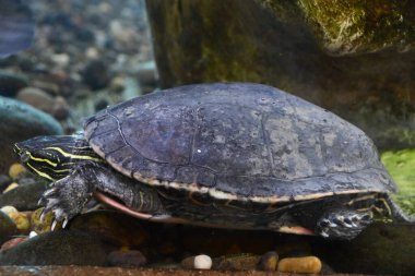 Sudaki kaplumbağalar.