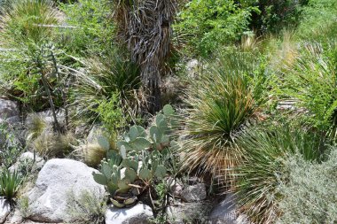 ALBUQUERQUE, NM - JUL 25: ABQ BioPark Botanic Garden in Albuquerque, New Mexico, as seen on July 25, 2021.
