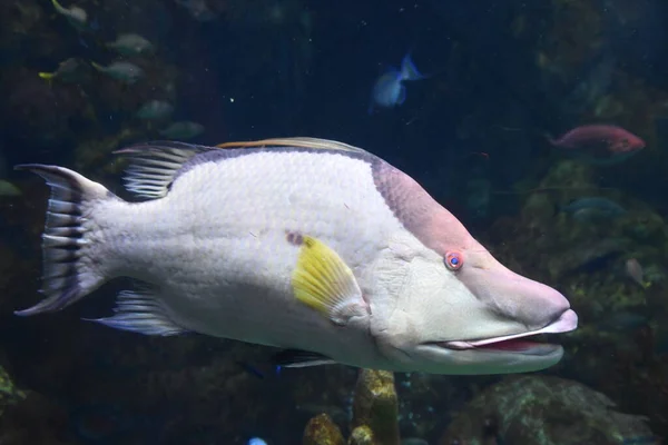 Renkli Balık Suda — Stok fotoğraf