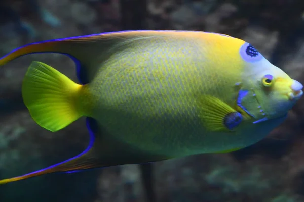 水で色とりどりの魚 — ストック写真