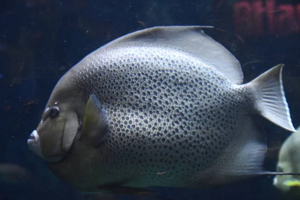 Kleurrijke Vis Het Water — Stockfoto