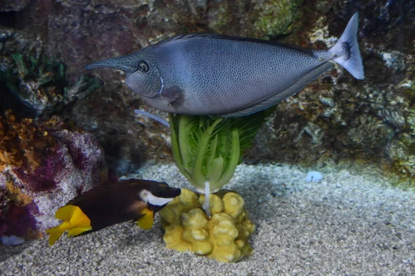 물에서 다채로운 물고기 — 스톡 사진