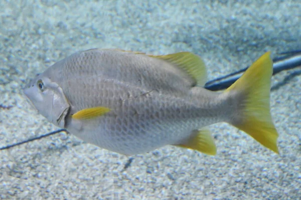 Barevné Ryby Vodě — Stock fotografie
