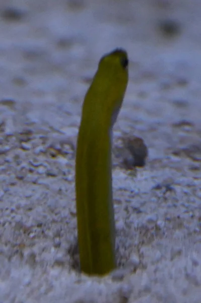 水里的一条花园鳗鱼 — 图库照片