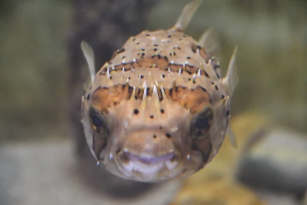 Een Kogelvis Een Aquarium — Stockfoto