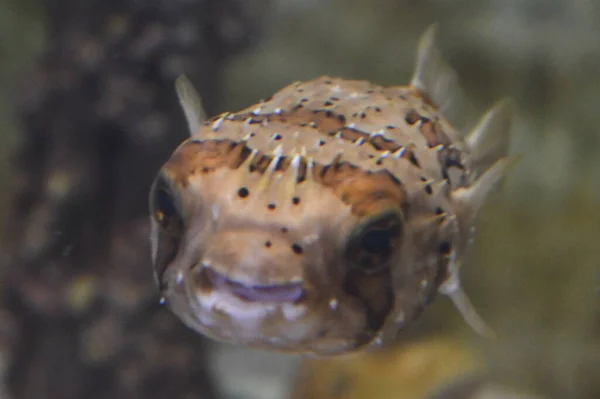 Een Kogelvis Een Aquarium — Stockfoto