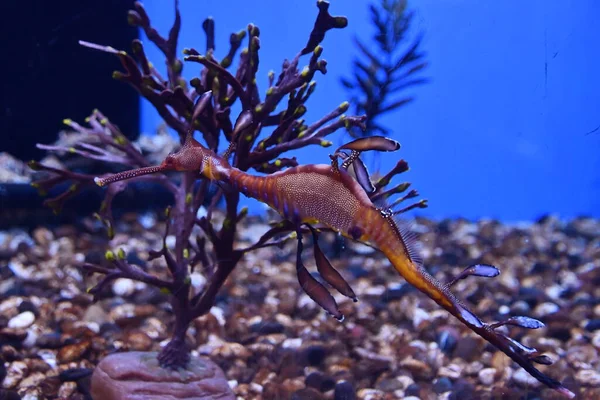 Sea Dragons Water Aquarium — Stockfoto