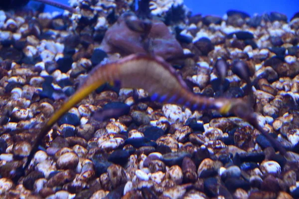 Sea Dragons in Water in an Aquarium