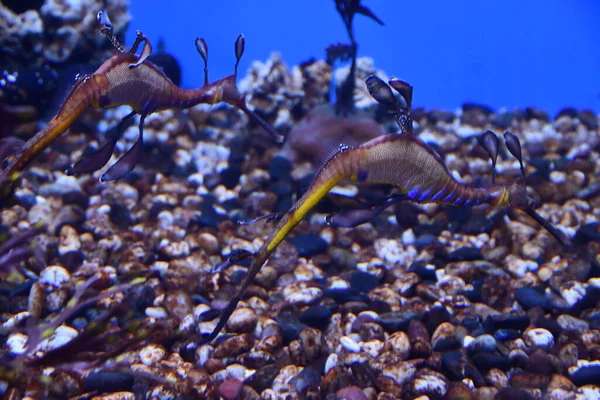 Sea Dragons Water Aquarium — Stockfoto