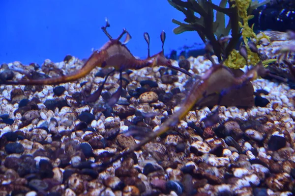 Sea Dragons Water Aquarium — Stock Photo, Image