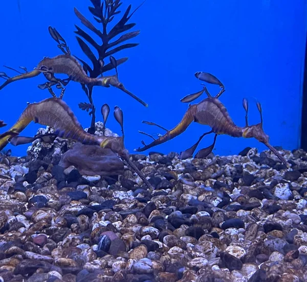 Sea Dragons Water Aquarium — Zdjęcie stockowe