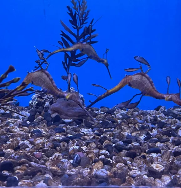 Dragones Mar Agua Acuario — Foto de Stock