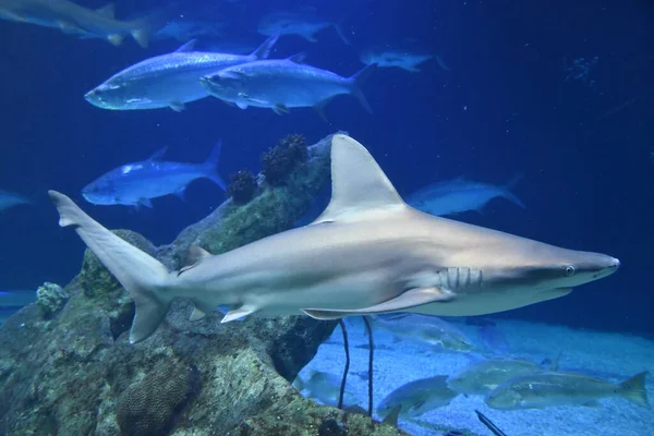 Peces Tiburón Agua — Foto de Stock