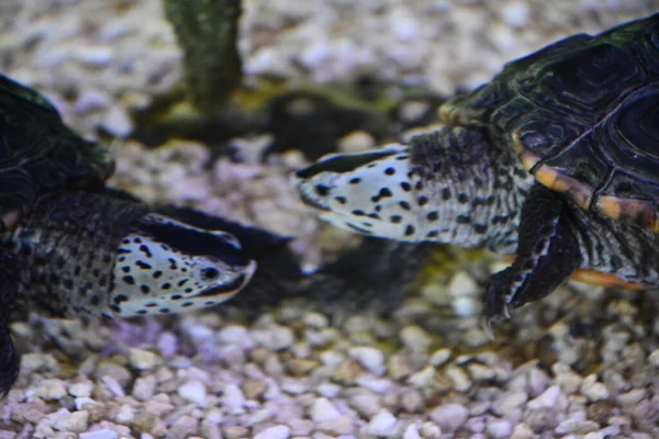 Черепахи Воде — стоковое фото