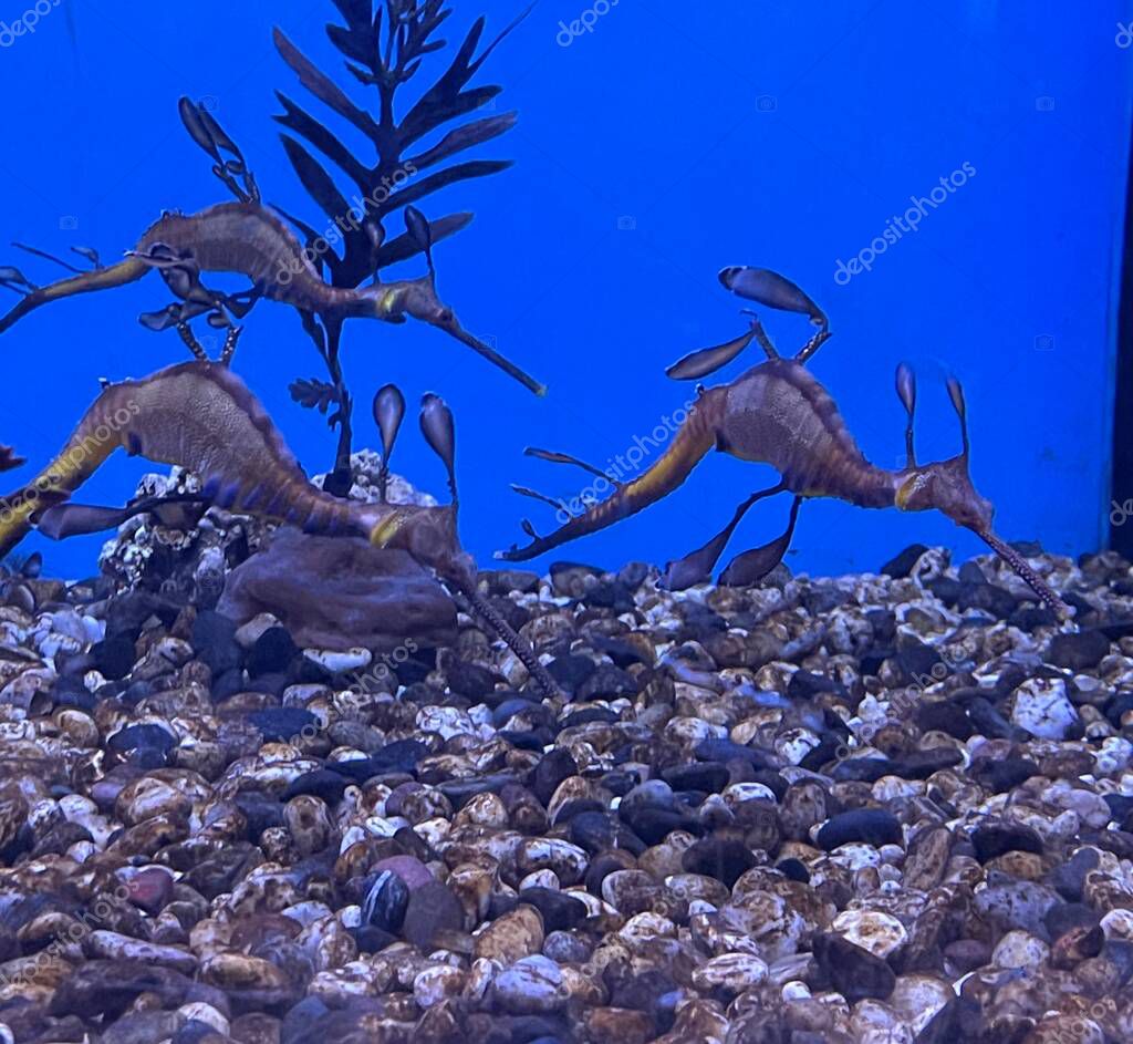 Sea Dragons in Water in an Aquarium 2023