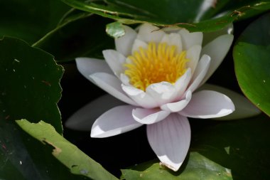 Sudaki Zambak Çiçeği