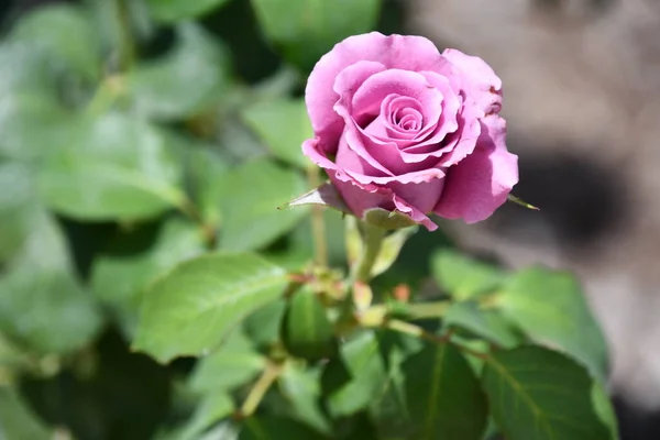 Rosen Garten — Stockfoto