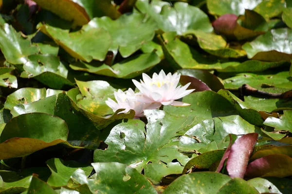 Sudaki Zambak Çiçeği — Stok fotoğraf