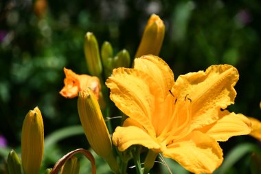 Bahçedeki Renkli Çiçekler