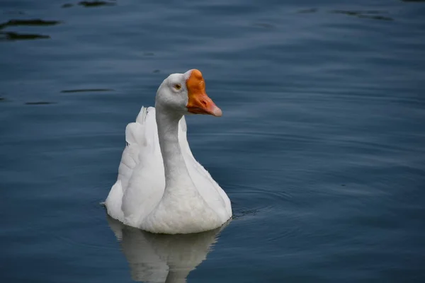 鴨のオレンジ色のくちばしをホワイト — ストック写真