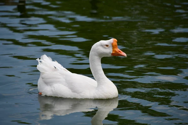 Weiße Ente Mit Orangefarbenem Schnabel — Stockfoto
