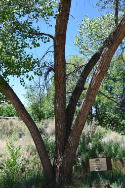 Santa Fe, New Mexico 'daki El Rancho De Las Golondrinas, 28 Temmuz 2021' de görüldü. Yaşayan bir tarih müzesi, stratejik olarak bir zamanlar Camino Real 'de yer alan, Mexico City' den Santa Fe 'ye kadar uzanan Kraliyet Yolu' nda..  