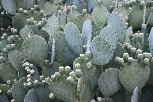 Cactus Plants in the Desert