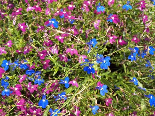 Kleine bloemen — Stockfoto