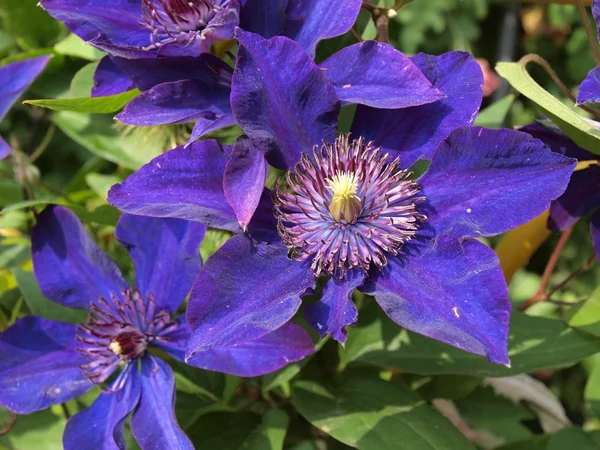 Flor púrpura — Foto de Stock