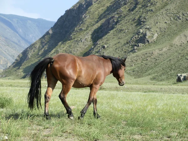 Çayırdaki at. — Stok fotoğraf