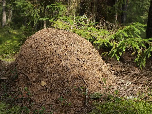 Anthill — Stock Photo, Image