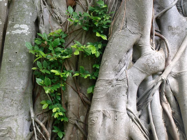 A Banyan fa kéreg — Stock Fotó