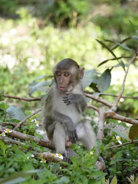 Macaco engraçado — Fotografia de Stock