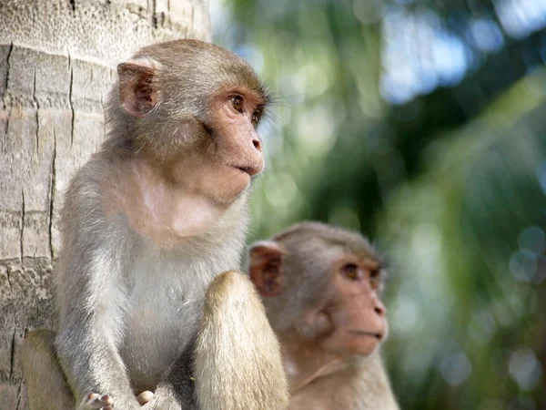 Macacos bebés. — Fotografia de Stock