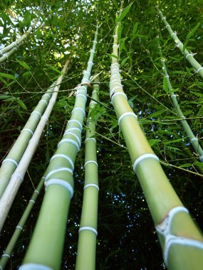 ince yapılı bambu