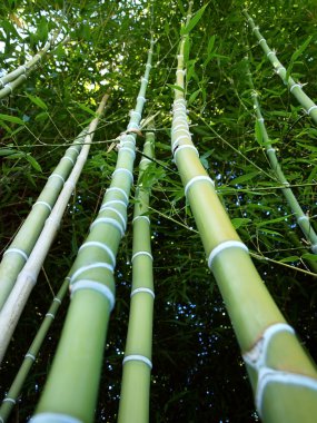 Slim bamboo clipart