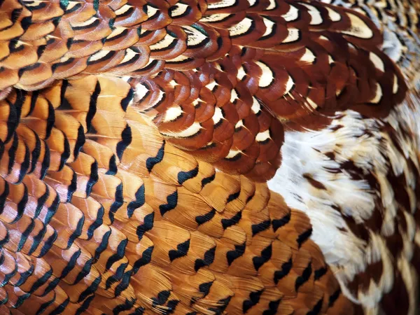 Plumas del faisán — Foto de Stock