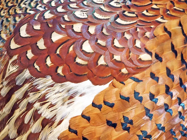 Feathers of the pheasant — Stock Photo, Image