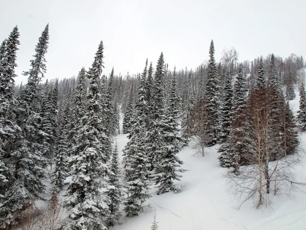 Taiga landschap — Stockfoto