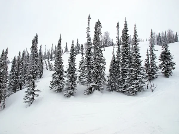 Taiga paesaggio — Foto Stock