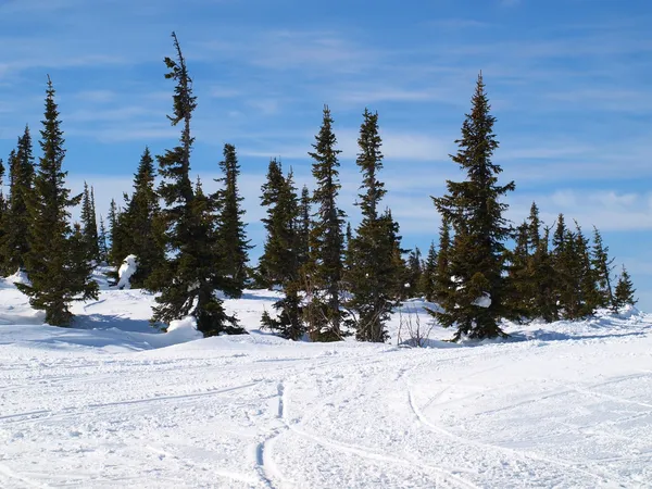 Arbres en givre dans les montagnes — Photo