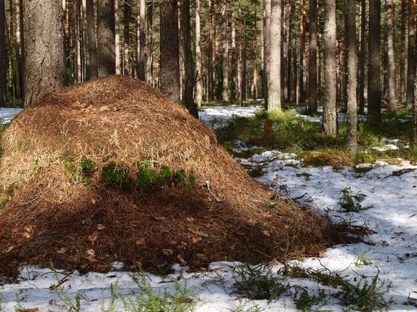 Fourmilière dans la forêt — Photo