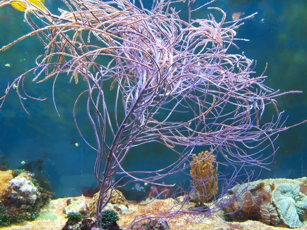 Underwater life — Stock Photo, Image