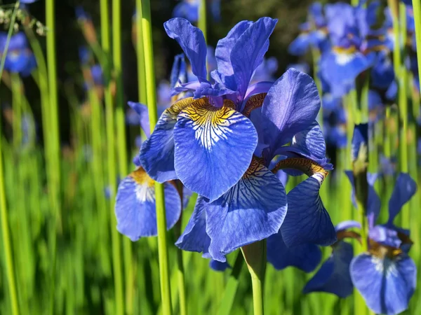 Flor de iris azul —  Fotos de Stock