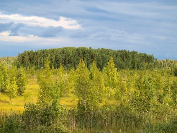 Skogen före åskväder — Stockfoto