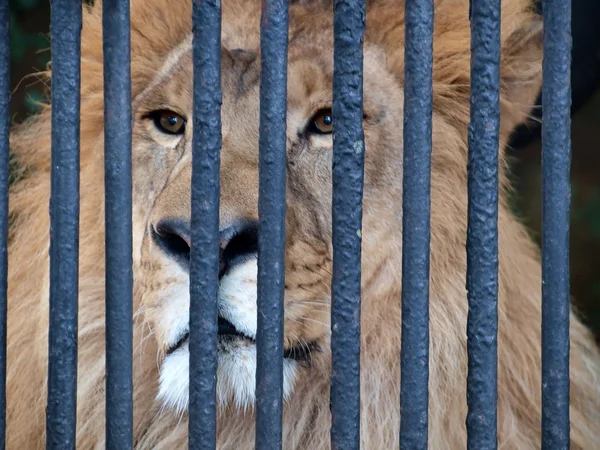 Lion derrière les barreaux Images De Stock Libres De Droits