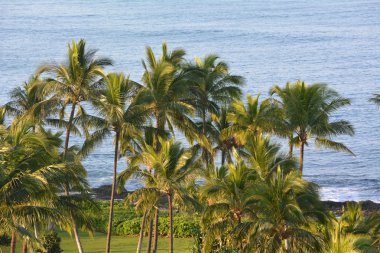 Hawaii kıyı-güzel palms Pasifik Okyanusu ile