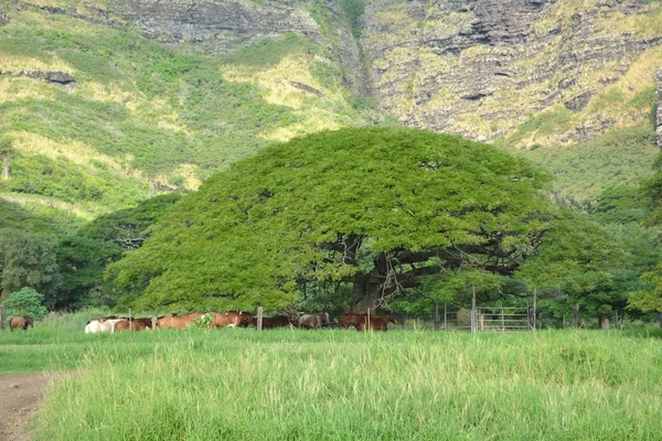 Großer Baum in der Nähe des Berges. hawaii — Stockfoto
