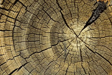 Eski meşe ahşap gravür